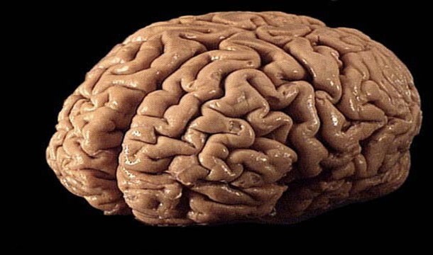Каждое полушарие мозга отвечает за определенную область знаний (язык, математика и т. д.)