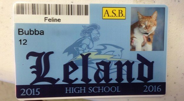 Удостоверение школьника, выписанное на имя кота с его актуальной фоткой