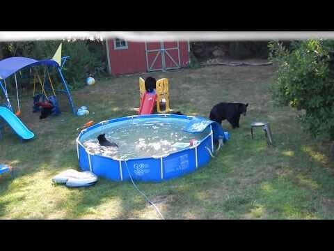  Когда у тебя настолько хороший бассейн, что даже медведи приходят искупаться 