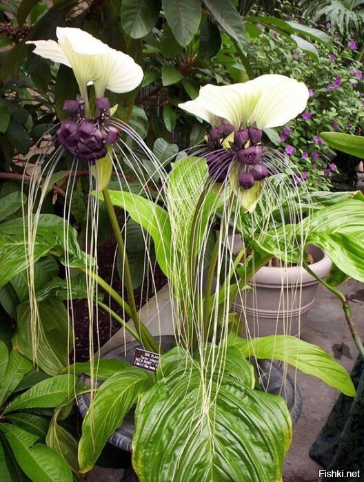 Такка - цветок дьявола