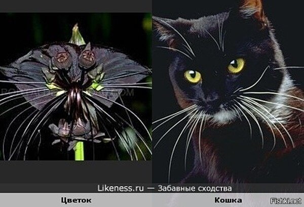Такка - цветок дьявола