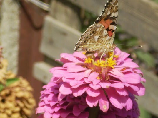 Мои фото бабочек