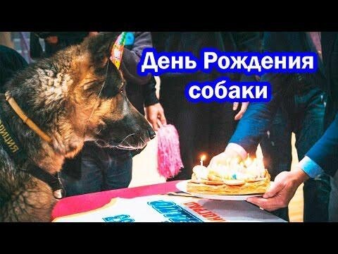 Милота. Полицейской собаке устроили настоящий день рождения 