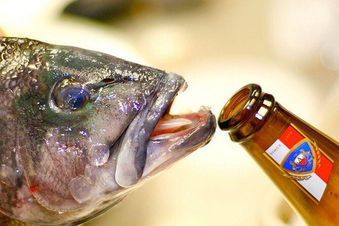 7. Американский штат Огайо специальным законом запрещает угощать рыб спиртными напитками.