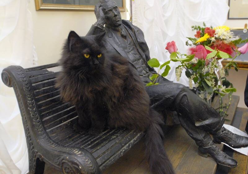 Кот в доме-музее Булгакова
