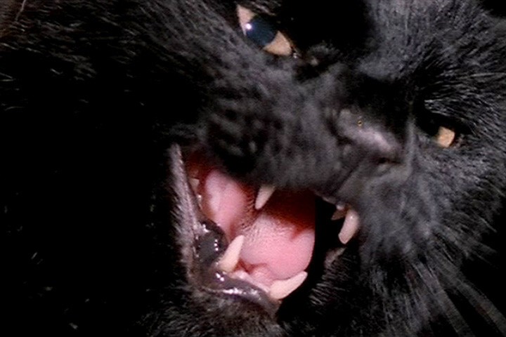 5. «Черный кот» (1981)