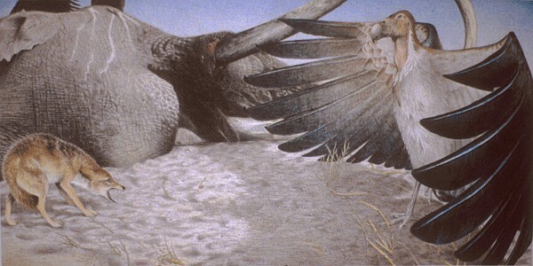 Самая большая из найденных птиц в истории 