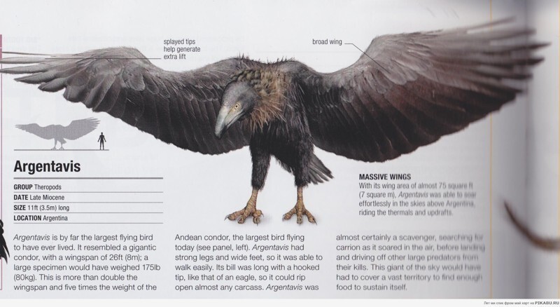 Самая большая из найденных птиц в истории 