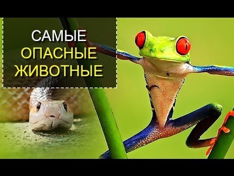 Самые опасные животные в Мире 