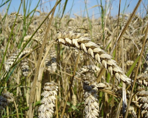 Пророщенная пшеница