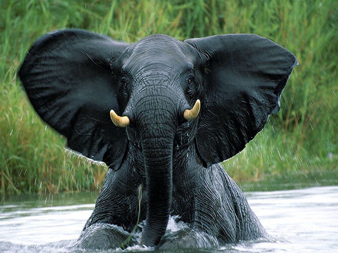 Слон выходит из воды, Африка. (Фото Szakács Cukrász):