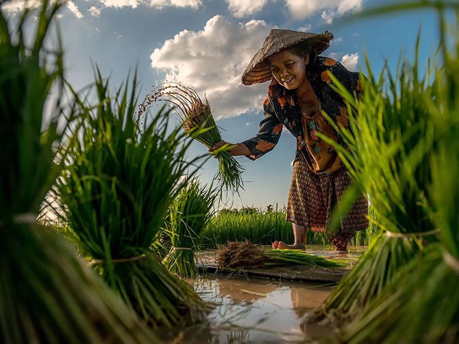 На рисовом поле в Таиланде. (Фото Sarawut Intarob):