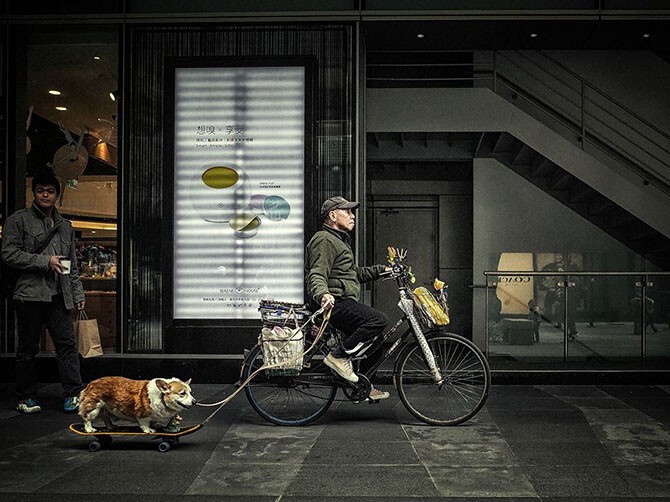 Человек с собакой на доске в Тайбэе. (Фото Chuan Teik Heng):