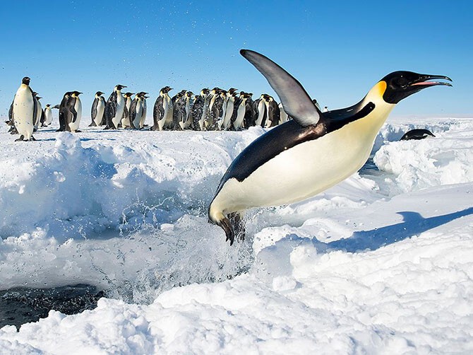 Полет пингвина. Императорские пингвины в Антарктиде. (Фото Christopher Michel):