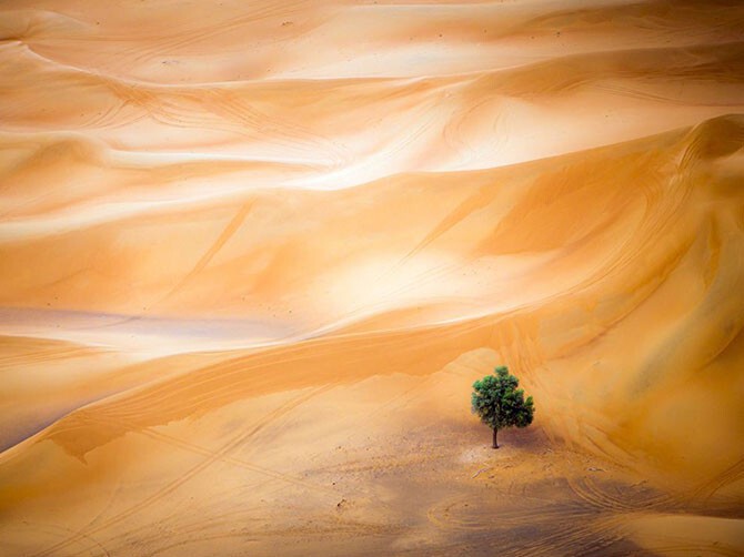 Одинокое дерево в пустыне в Дубае. Вид с воздушного шара. (Фото Mark Seabury):