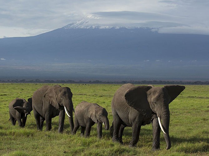 Парад слонов и гора Килиманджаро. (Фото Daniel Pinheiro):
