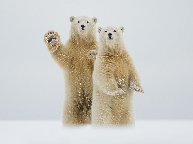 До следующего месяца. Медведи на Аляске. (Фото Laura Keene):