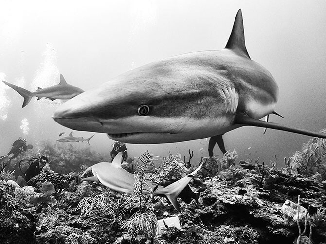 Акулы на Кубе. (Фото Anuar Patjane):