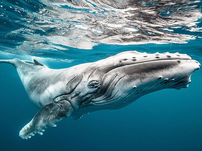Большой ребенок — горбатый кит. (Фото Karim Iliya):