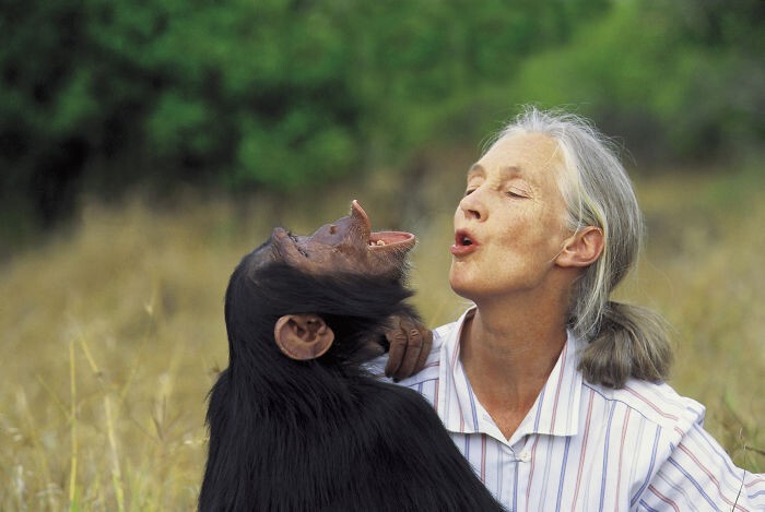 18. Джейн Гудолл — посол мира ООН, ведущий приматолог, этолог и антрополог из Великобритании