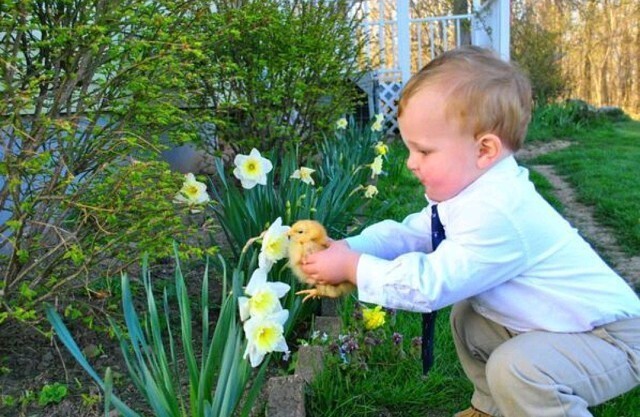 26. Милый ребенок дает понюхать цыпленку цветок