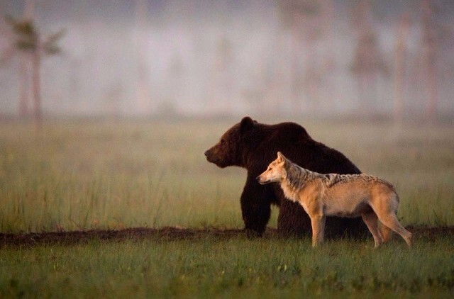 5. Дружба бурого медведя и волчицы