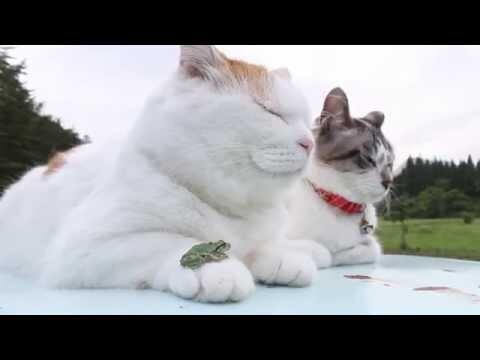 Кот-будда и лягушка 