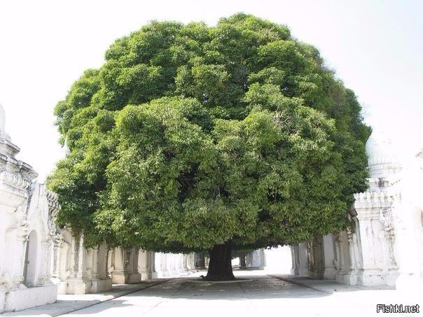 Дерево в городе Мандалай, Мьянма
