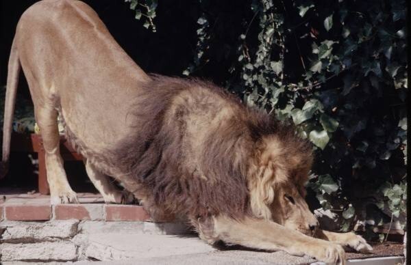 Домашние львы