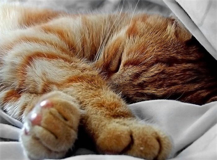 В среднем, каждая кошка к своему семилетию не спала в общей сложности два года. Более 2/3 своей жизни они тратят на сон.