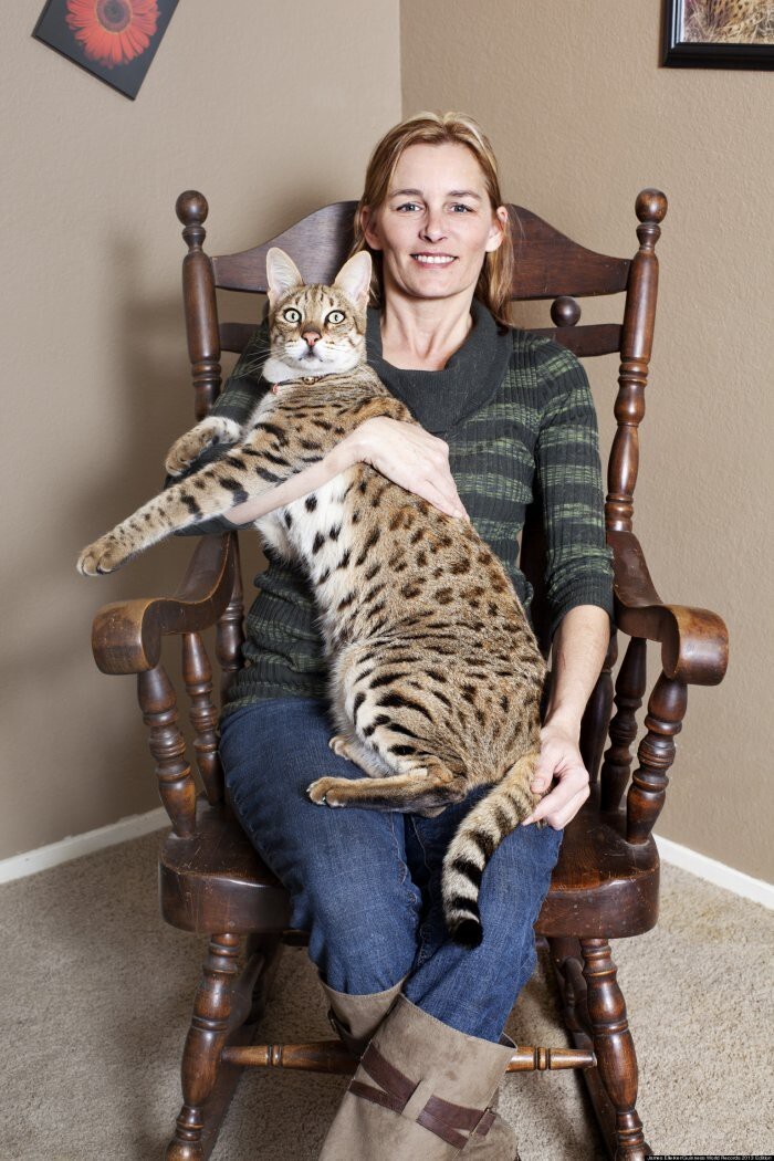 Самым высоким котом в мире в этом году был признан Трабл из Калифорнии, чей рост в холке составил 48,3 сантиметра.