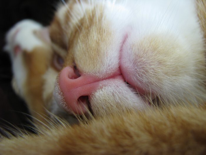Отпечаток носа кошки – аналог человеческих отпечатков пальцев. Он уникален.