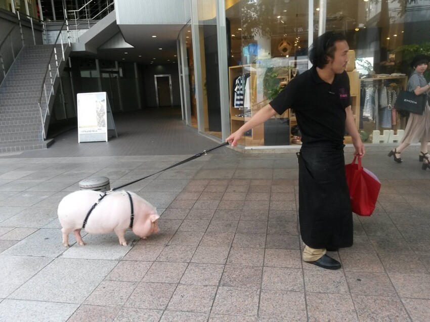 Выгуливает свинью