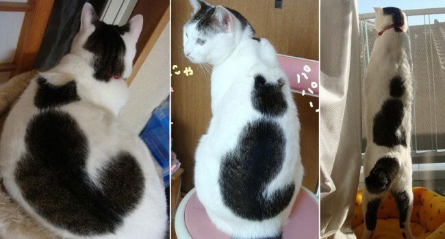 10 кошек, которых раскрашивала сама природа