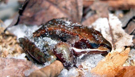 Древесная лягушка. Замораживает свой организм
