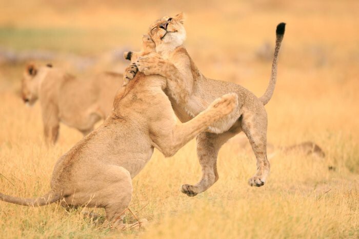 Более понятная дружба двух львят где-то в африканской саванне.