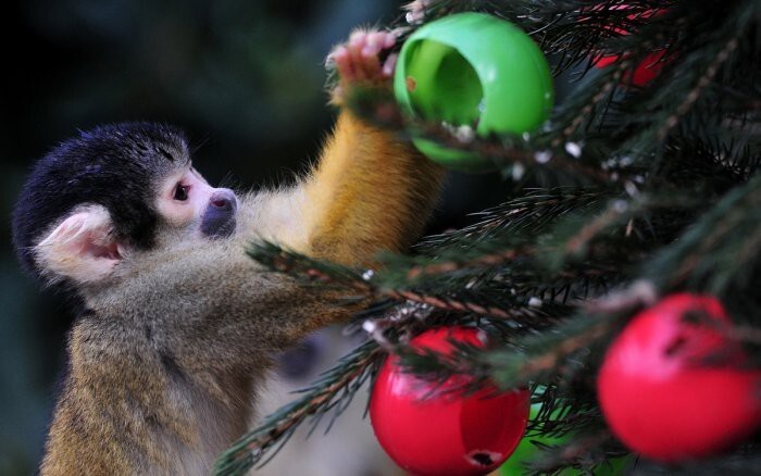 Саймири или беличья обезьяна кормится с новогодней елки в Лондонском зоопарке, Великобритания. Внутри игрушек спрятано угощение.