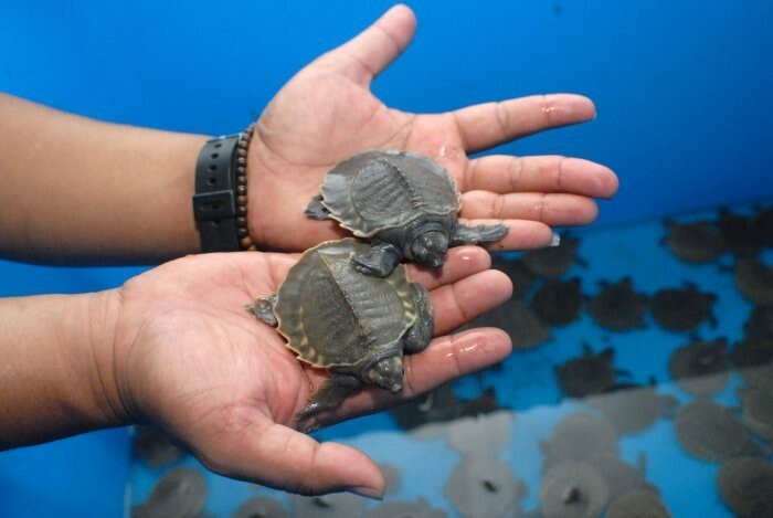 Малыши двухкоготной черепахи в руках сотрудника таможни, Тангеранг, Индонезия.