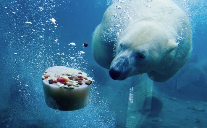 Ледяной тортик для белого медведя по кличке Нанук, зоопарк Ганновера, Германия.