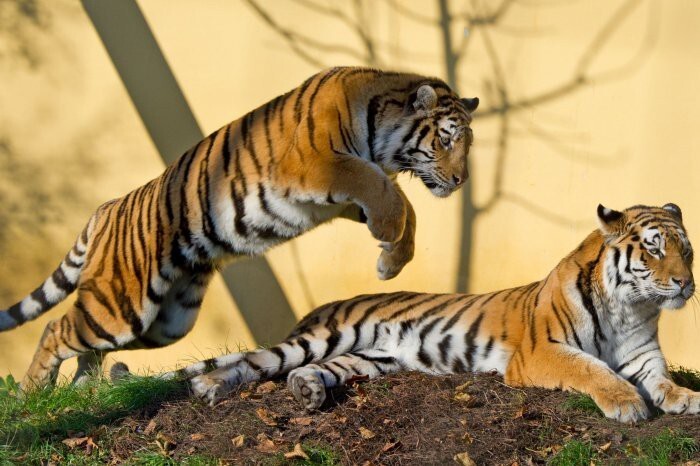 Ничего не подозревающий тигр через мгновение будет, как минимум, удивлен :) 