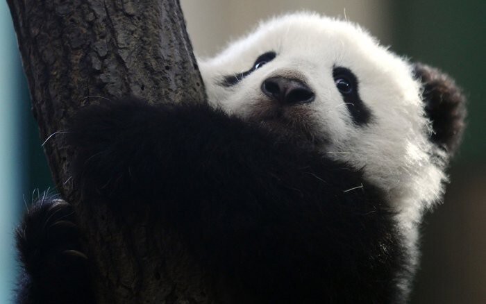 Малыш гигантской панды Фу Бао знает когда необходимо замереть, зоопарк Вены, Австрия.