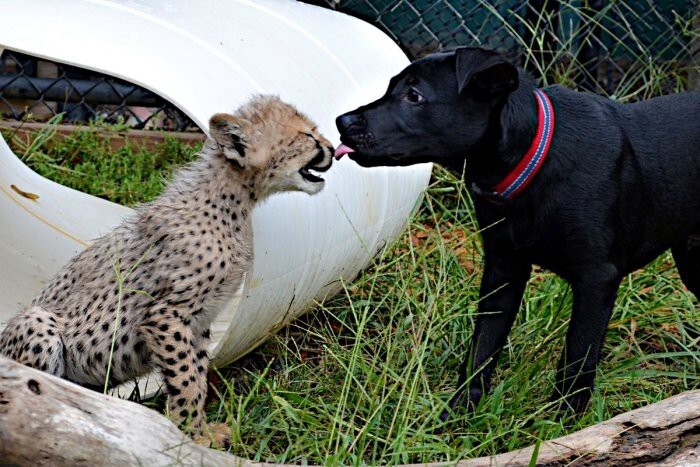 Необычная дружба гепарда и собаки в зоопарке Цинцинатти, США.