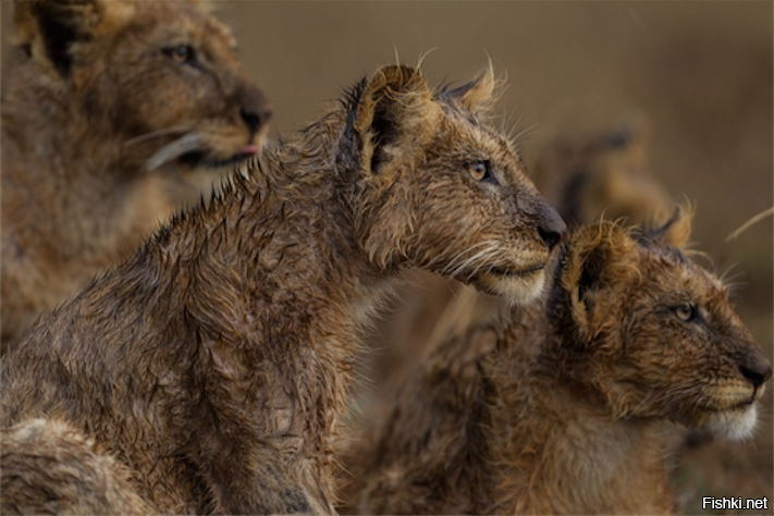 мокрые киски выглядят примерно так