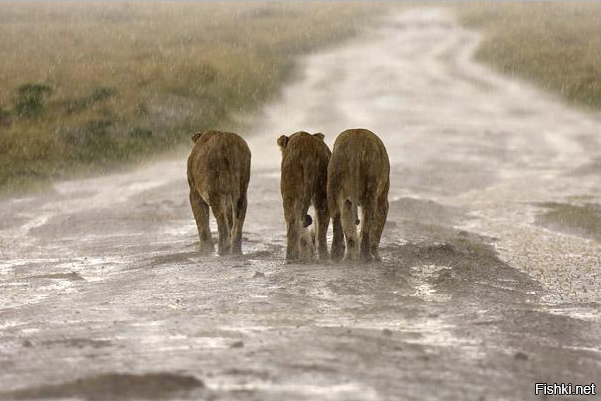 мокрые киски выглядят примерно так