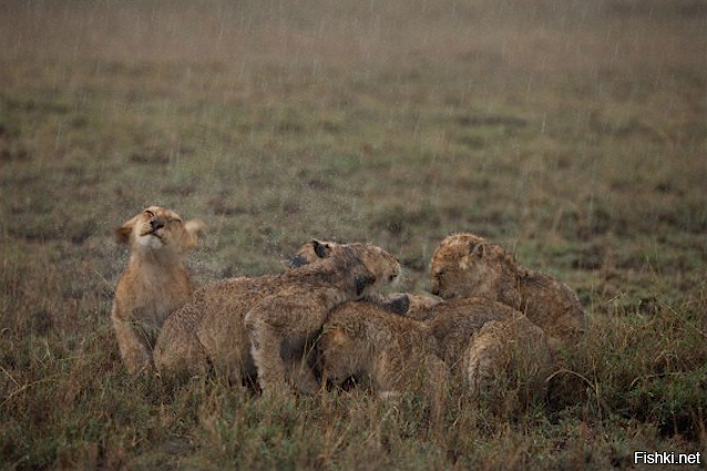 мокрые киски выглядят примерно так