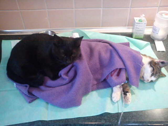 Черный кот фото: пушистый лекарь всегда рядом.