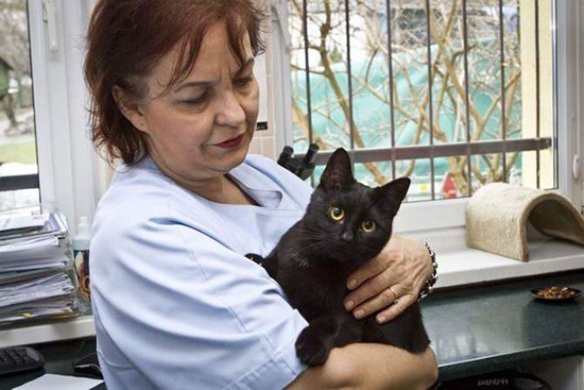 Черный кот фото: пушистый лекарь всегда рядом.