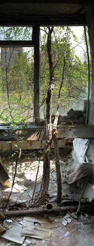 Природа захватывает Чернобыль