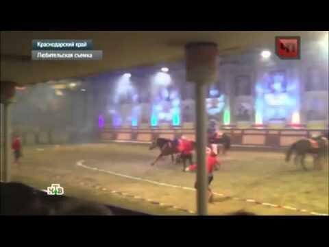 В Краснодарском крае цирковая лошадь убила наездницу на глазах у зрителей 