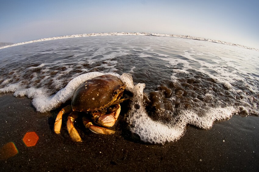 Краб всех зовет в море